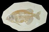 Fish Fossil (Phareodus) - Uncommon Species #138586-1